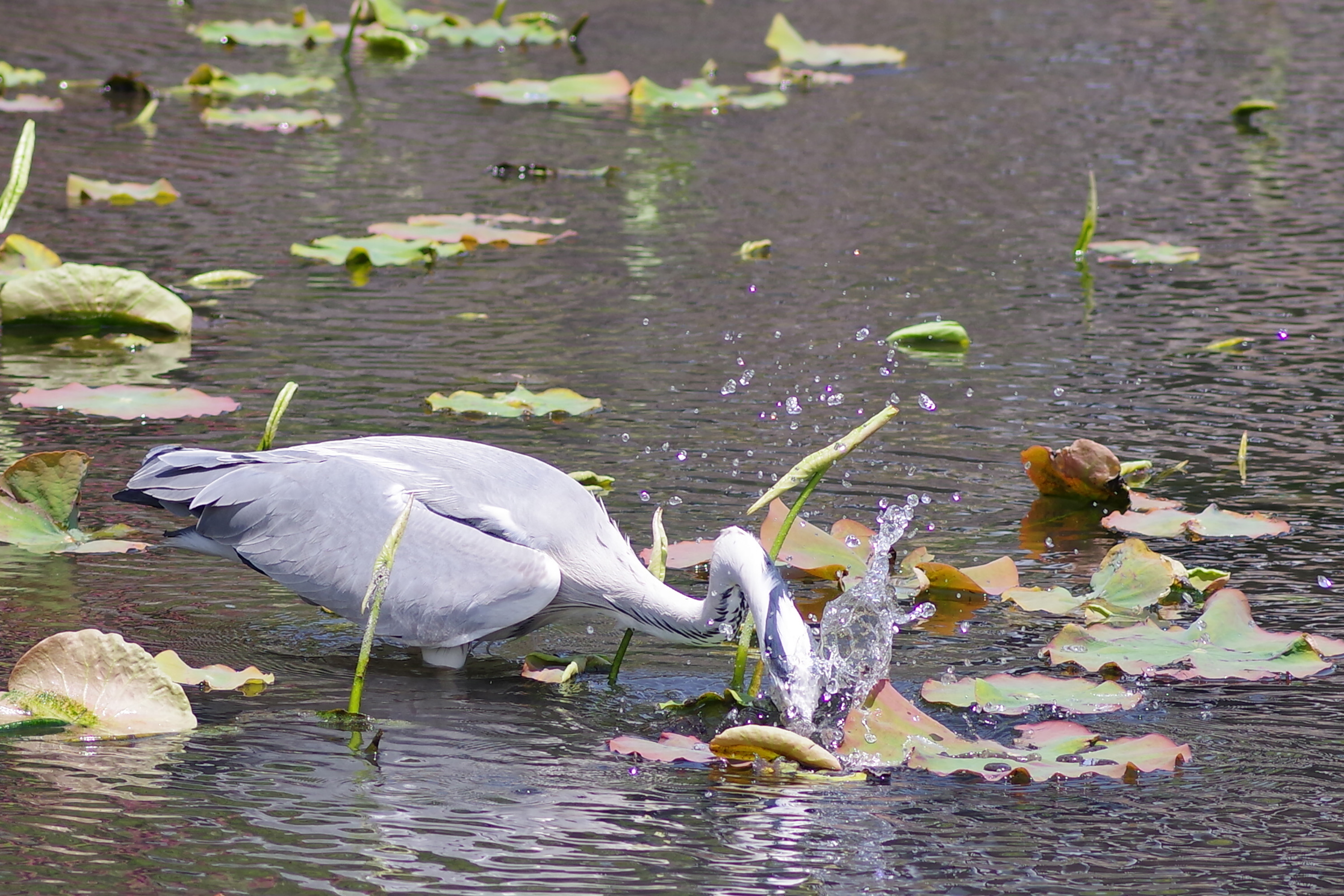 heron